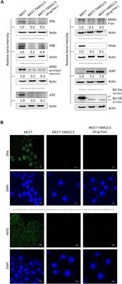 Tamoxifen Rechallenge Decreases Metastatic Potential but Increases Cell Viability and Clonogenicity in a Tamoxifen-Mediated Cytotoxicity-Resistant Subline of Human Breast MCF7 Cancer Cells